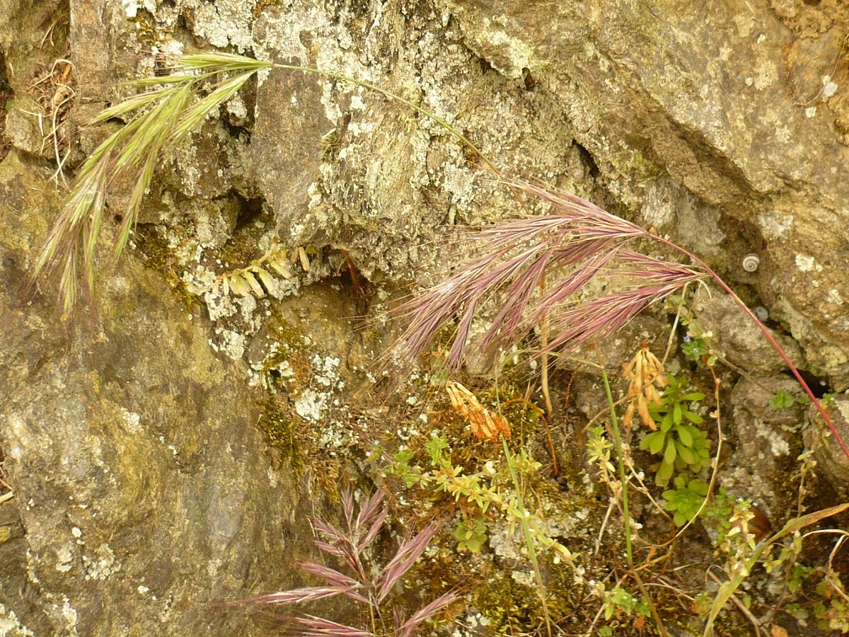 Anisantha tectorum (Poaceae)